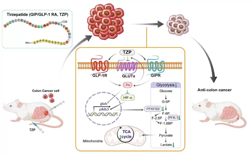 A proposed model of how TZP-mediated dysregulation of glucose metabolism contributes to CRC progression